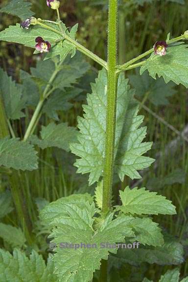 scrophularia californica 1 graphic